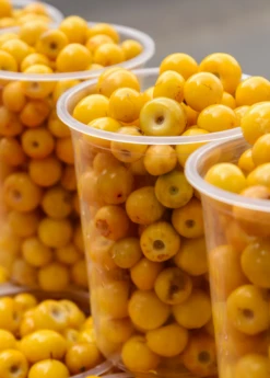 Nance (Byrsonima Crassifolia) -Wilson Bros Gardens Shop Byrsonima crassifolia nance fruit