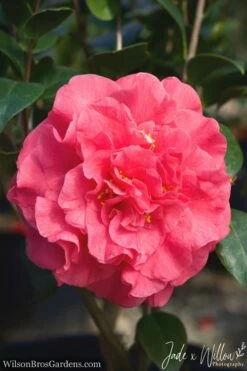 Ack-Scent Fragrant Pink Camellia Japonica - 1 Gallon Pot