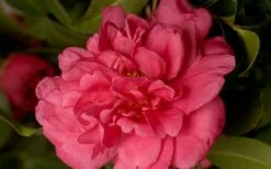 Alabama Beauty Camellia Sasanqua - 1 Gallon Pot -Wilson Bros Gardens Shop Camellia Alabama Beauty 50