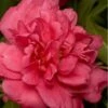 Alabama Beauty Camellia Sasanqua - 3 Gallon Pot