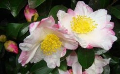 Apple Blossom Camellia Sasanqua - 1 Gallon Pot -Wilson Bros Gardens Shop Camellia Apple Blossom 1 1