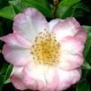 Apple Blossom Camellia Sasanqua - 3 Gallon Pot