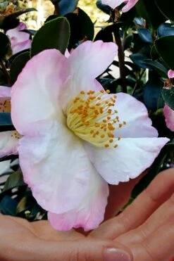 Apple Blossom Camellia Sasanqua - 1 Gallon Pot -Wilson Bros Gardens Shop Camellia Apple Blossom 6 1