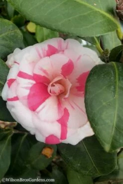 April Dawn Cold Hardy Camellia Japonica - 3 Gallon Pot -Wilson Bros Gardens Shop Camellia April Dawn 10