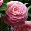 April Pink Cold Hardy Camellia Japonica - 1 Gallon Pot