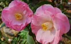 April Remembered Cold Hardy Pink Camellia Japonica - 1 Gallon Pot -Wilson Bros Gardens Shop Camellia April Remembered 1 1