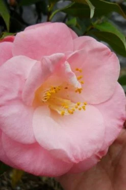 April Remembered Cold Hardy Pink Camellia Japonica - 1 Gallon Pot