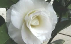 April Snow Camellia Japonica - 1 Gallon Pot -Wilson Bros Gardens Shop Camellia April Snow 1