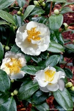 April Snow Camellia Japonica - 1 Gallon Pot -Wilson Bros Gardens Shop Camellia April Snow 14