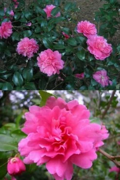 Autumn Spirit Camellia - Hybrid - 3 Gallon Pot -Wilson Bros Gardens Shop Camellia April Spirit 3
