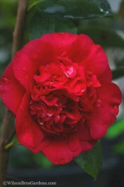 April Tryst Camellia Japonica - 1 Gallon Pot