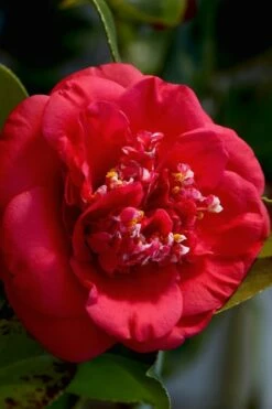 April Tryst Camellia Japonica - 1 Gallon Pot -Wilson Bros Gardens Shop Camellia April Tryst 3 1