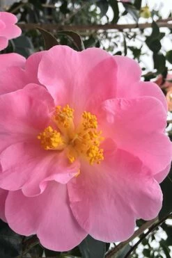 Arctic Dawn Cold Hardy Pink Camellia Hybrid - 1 Gallon Pot -Wilson Bros Gardens Shop Camellia Arctic Dawn 1
