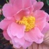 Arctic Dawn Cold Hardy Pink Camellia Hybrid - 3 Gallon Pot