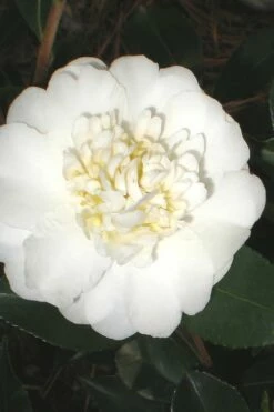 Autumn Rocket Camellia Sasanqua - 7 Gallon Pot (2.5-3')