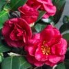 Bella Rouge Camellia Sasanqua | 1 Gallon Pot