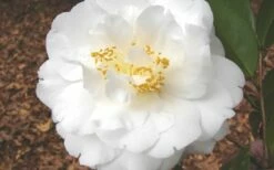 Bessie Battle Camellia Japonica - 3 Gallon Pot -Wilson Bros Gardens Shop Camellia Bessie Battle 1