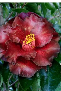 Black Magic Camellia Japonica - 5 Gallon Pot