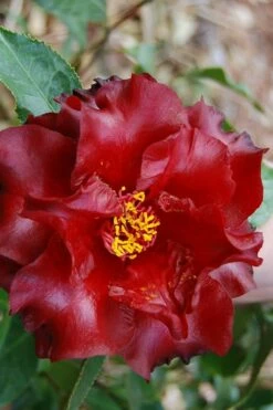 Black Magic Camellia Japonica - 3 Gallon Pot -Wilson Bros Gardens Shop Camellia Black Magic 2 3