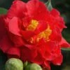 Blood Of China Fragrant Red Camellia Japonica - 1 Gallon Pot