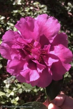 Bonanza Purple Camellia Sasanqua - 1 Gallon Pot -Wilson Bros Gardens Shop Camellia Bonanza 102 1