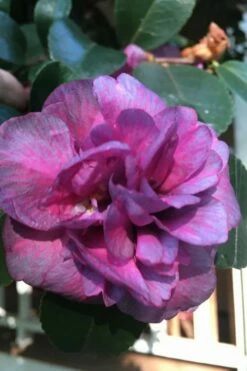 Bonanza Purple Camellia Sasanqua - 1 Gallon Pot -Wilson Bros Gardens Shop Camellia Bonanza Purple 4