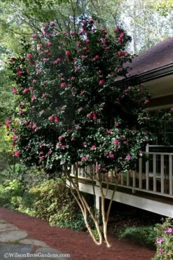 Bonanza Purple Camellia Sasanqua - 1 Gallon Pot -Wilson Bros Gardens Shop Camellia Bonanza Purple 7