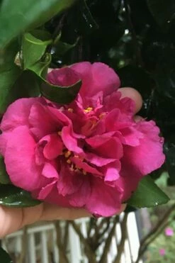 Bonanza Purple Camellia Sasanqua - 1 Gallon Pot -Wilson Bros Gardens Shop Camellia Bonanza Purple 9