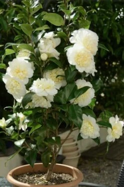 Brushfield Yellow Camellia Japonica - 6 Pack Of 1 Gallon Pots -Wilson Bros Gardens Shop Camellia Brushfield Yellow 500x750 3