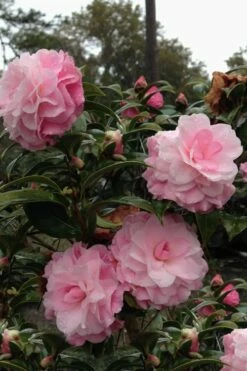 Buttons 'n Bows Camellia Hybrid - 3 Gallon Pot -Wilson Bros Gardens Shop Camellia Buttons And Bows 1