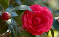 C. M. Hovey Camellia Japonica - 3 Gallon Pot -Wilson Bros Gardens Shop Camellia C M Hovey 1