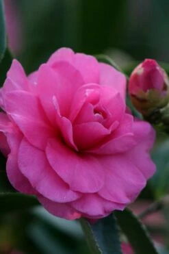 Chansonette Dwarf Weeping Camellia Sasanqua - 1 Gallon Pot -Wilson Bros Gardens Shop Camellia Chansonette 2 1