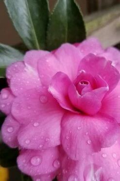 Chansonette Dwarf Weeping Camellia Sasanqua - 1 Gallon Pot -Wilson Bros Gardens Shop Camellia Chansonette 4 1