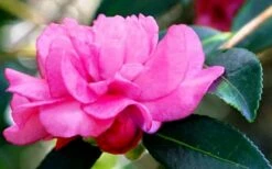 Chansonette Dwarf Weeping Camellia Sasanqua - 3 Gallon Pot -Wilson Bros Gardens Shop Camellia Chansonette 5