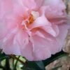Cotton Candy Camellia Sasanqua - 1 Gallon Pot