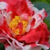 Sacred Dance Camellia Japonica 'Daikagura' - 3 Gallon Pot