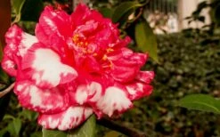 Sacred Dance Camellia Japonica 'Daikagura' - 1 Gallon Pot -Wilson Bros Gardens Shop Camellia Daikagura 3 1