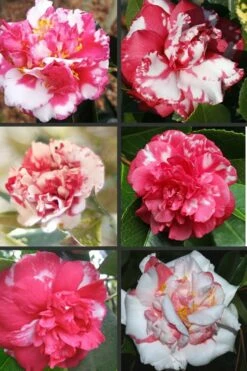 Sacred Dance Camellia Japonica 'Daikagura' - 1 Gallon Pot -Wilson Bros Gardens Shop Camellia Daikagura Colors 500x750 2
