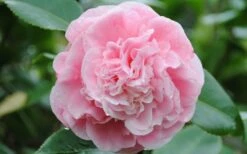 Debutante Pink Camellia Japonica - 6 Pack Of 1 Gallon Pots -Wilson Bros Gardens Shop Camellia Debutante Closeup Flower 3