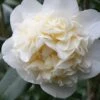 Fifth Avenue White Camellia Japonica - 3 Gallon Pot
