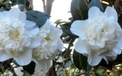 Fifth Avenue White Camellia Japonica - 3 Gallon Pot -Wilson Bros Gardens Shop Camellia Fifth Avenue 21 1