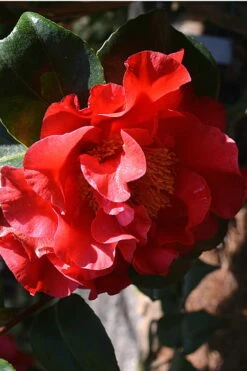 Frank Brownlee Camellia - 3 Gallon Pot 8 Frank Brownlee Camellia - 3 Gallon Pot -Wilson Bros Gardens Shop Camellia Frank Brownlee 2