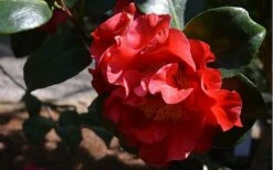 Frank Brownlee Camellia - 3 Gallon Pot 9 Frank Brownlee Camellia - 3 Gallon Pot -Wilson Bros Gardens Shop Camellia Frank Brownlee 3