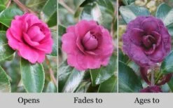 Green's Blues Dwarf Camellia Sasanqua - 3 Gallon Pot 7 Green's Blues Dwarf Camellia Sasanqua - 3 Gallon Pot -Wilson Bros Gardens Shop Camellia Greens Blues 10