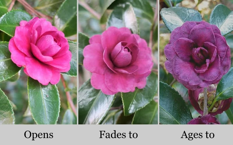 Green's Blues Dwarf Camellia Sasanqua - 3 Gallon Pot 4 Green's Blues Dwarf Camellia Sasanqua - 3 Gallon Pot - Image 4