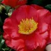 Gunsmoke Camellia Japonica - 3 Gallon Pot