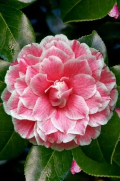 Brilliant Gem Fragrant Camellia Japonica - Herme - 3 Gallon Pot -Wilson Bros Gardens Shop Camellia Herrmes 4