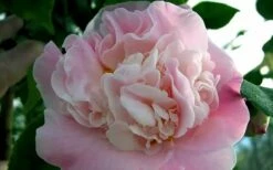 High Fragrance Camellia Hybrid - 1 Gallon Pot -Wilson Bros Gardens Shop Camellia High Fragrance 5 3