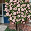 High Fragrance Camellia TREE FORM - 3 Gallon Pot