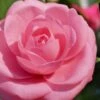 Jerry Hill Pink Camellia - 2.5 Gallon Pot